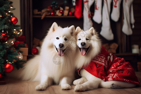 可爱圣诞树圣诞节装扮的狗狗背景