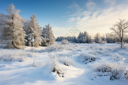 白雪皑皑的森景观图片