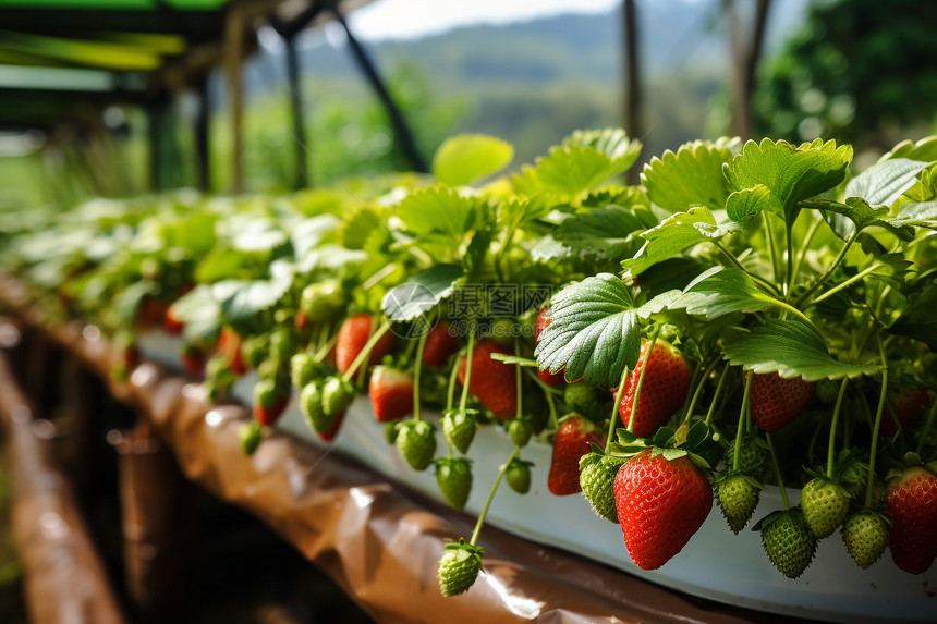 温室中人工栽培的草莓图片