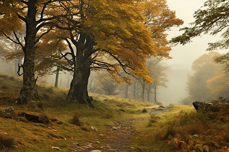 迷雾笼罩的森林景观背景图片