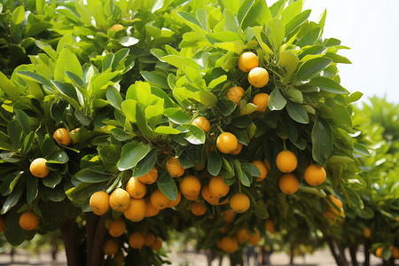 农业种植的柑橘果园图片