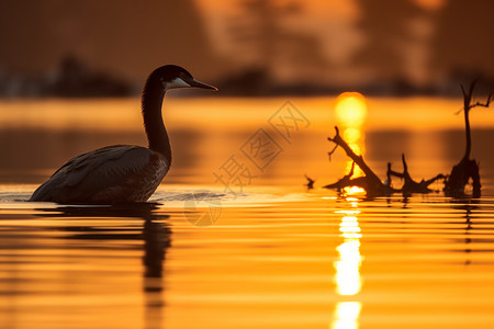 日落时湖泊中的鸬鹚图片