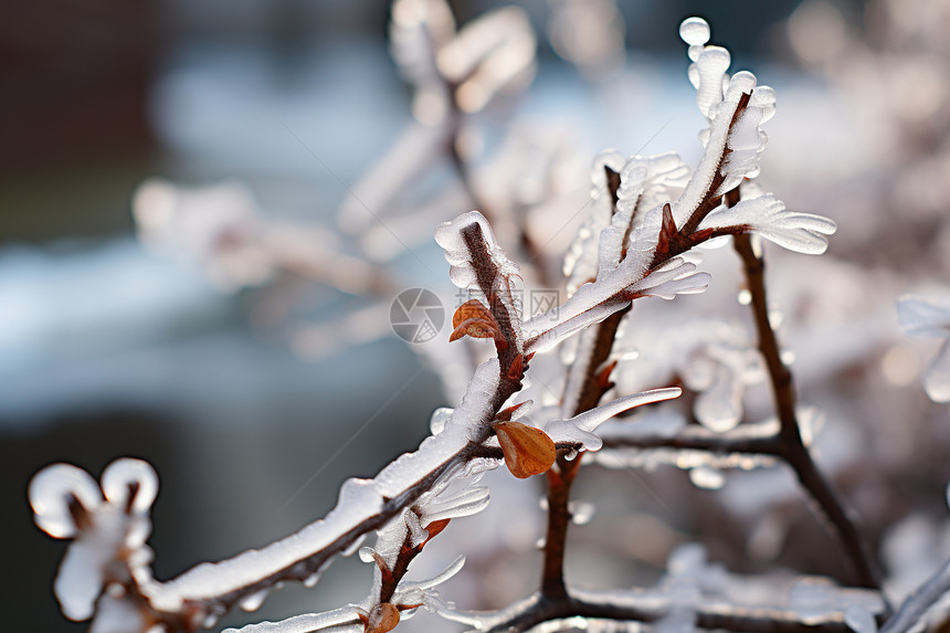 冬天户外霜冻的植物图片