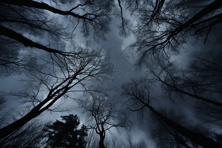 阴天迷雾笼罩的森林景观图片