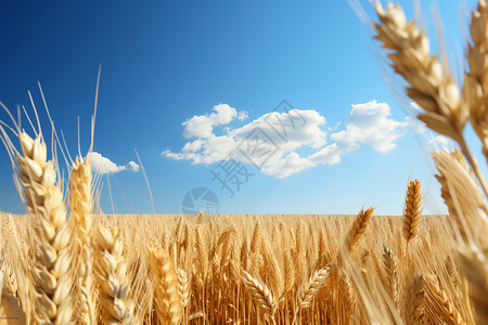 阳光下的小麦地背景图片