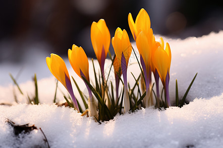 雪地里冒出的花朵背景图片