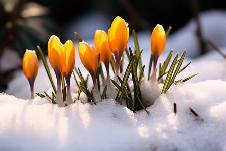 冬天雪地里的花背景图片