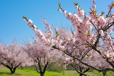 桃树种植地背景图片