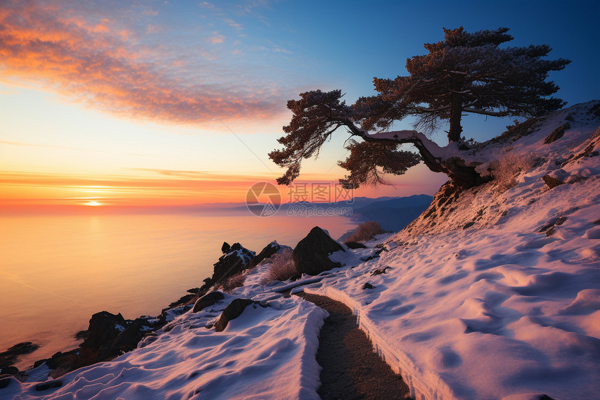 日出雪山的冷杉图片