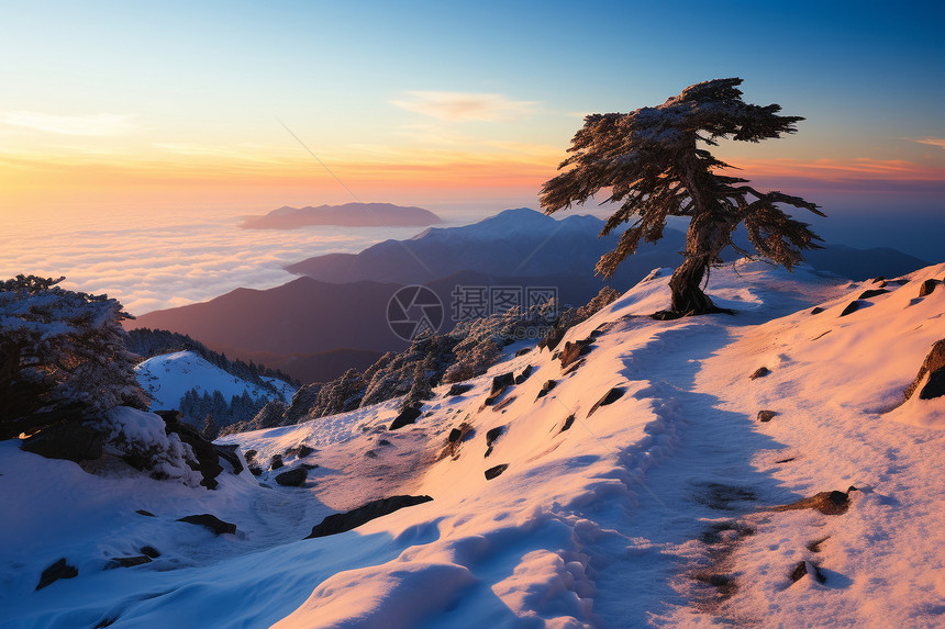 雪山的冷杉图片