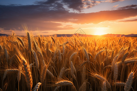 金色小麦农田图片