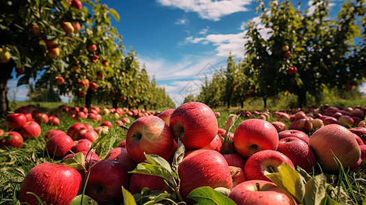 苹果园单一栽培高清图片