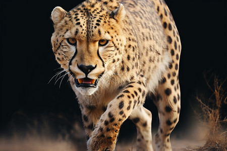 猎豹食肉动物背景图片