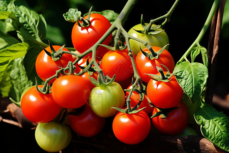 一串红绿的番茄图片