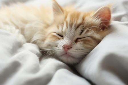 安然入睡的小猫图片