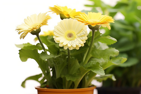 一盆黄菊花背景图片