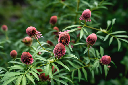 紫松果菊紫锥菊花苞背景