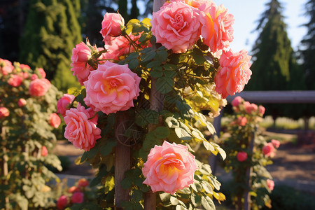 玫瑰花簇相间的花园背景图片