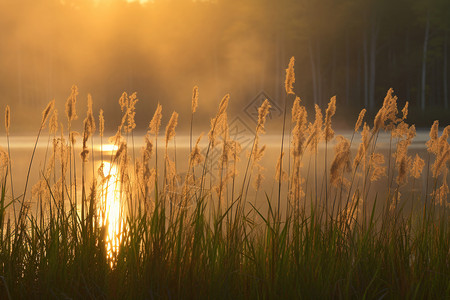 河岸边美丽的芦苇草高清图片