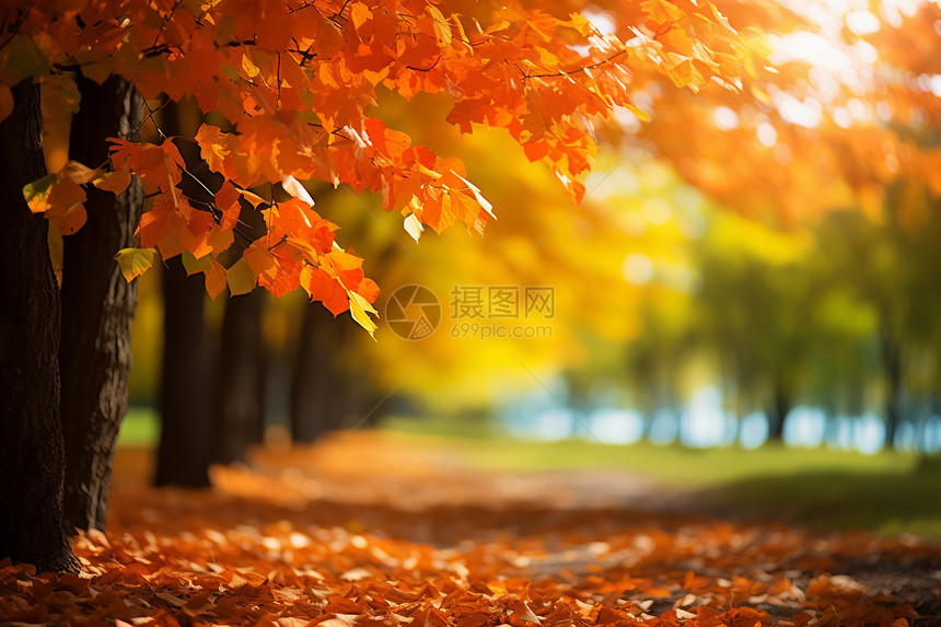 秋季美丽的落叶小路图片