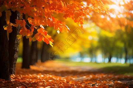 秋季美丽的落叶小路背景图片