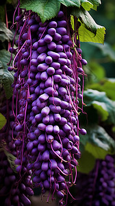 紫色的果子图片
