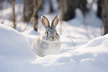 冬季野兔子背景图片