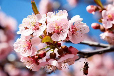 樱花上采蜜的蜜蜂图片