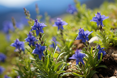 紫色龙胆花山脉中盛开的龙胆花背景