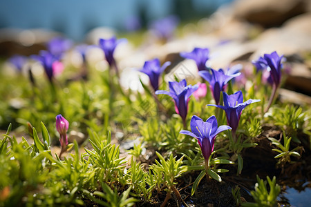 紫色龙胆花夏天山脉中盛开的龙胆花背景