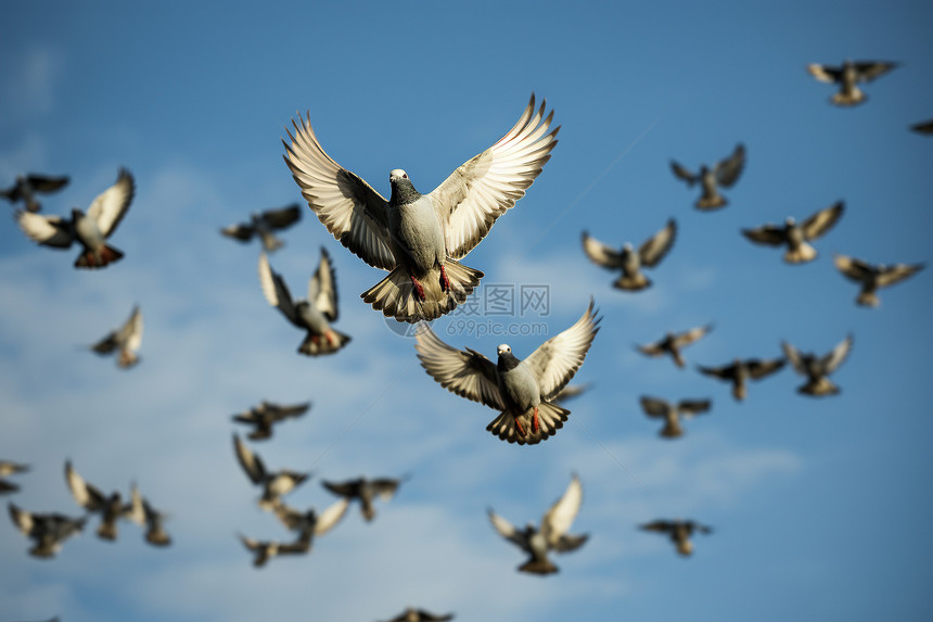 蓝天白云下飞翔的鸟群图片