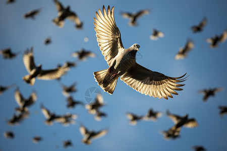 蓝天中飞行的鸽子图片
