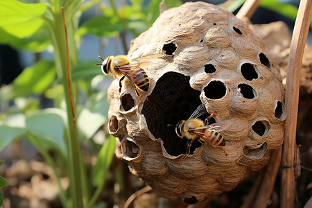 户外筑巢的大黄蜂图片素材