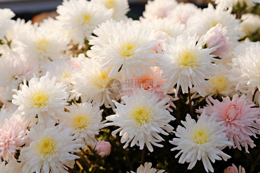 美丽的菊花花朵图片