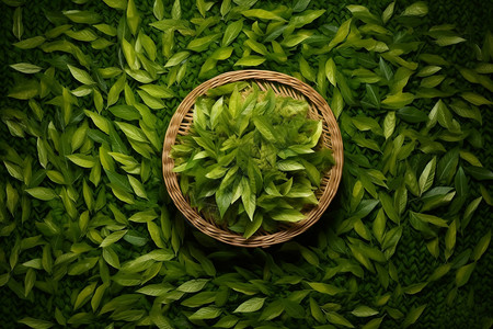 竹筐中的绿茶图片