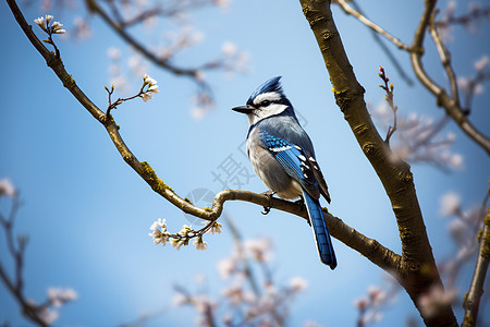 户外樱花树枝上的蓝鸟背景
