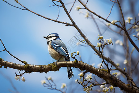 春天树枝上的蓝鸟背景