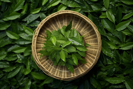 浓香的绿茶叶图片