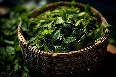 新鲜绿茶新鲜采摘的绿茶叶背景
