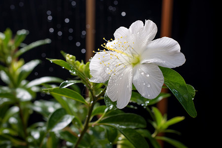 下雨中花朵上的露珠图片