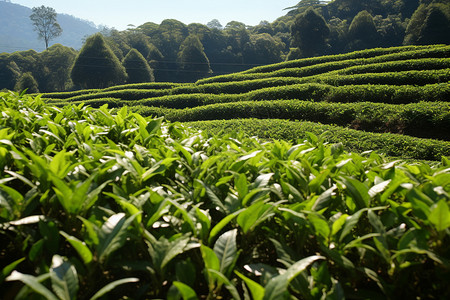 山间美丽的茶园图片