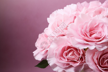 浪漫的粉色康乃馨背景图片