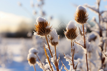 冰天雪地中的花朵图片