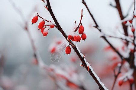 冬日初雪枝头的果子图片