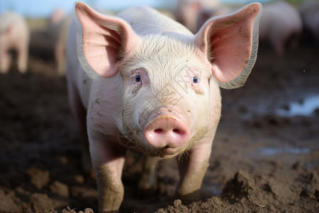 乡村养殖场中养殖的猪崽图片