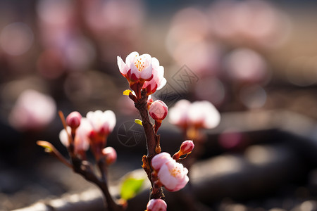 初春绽放的美丽桃花图片