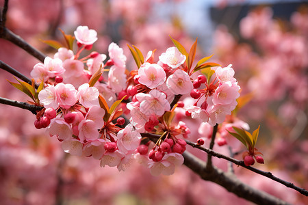 户外公园的樱花之美图片