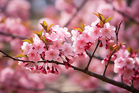 春日的浪漫樱花图片