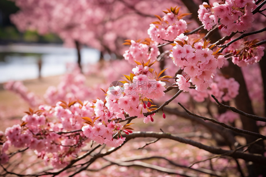 春天公园中盛开的樱花图片