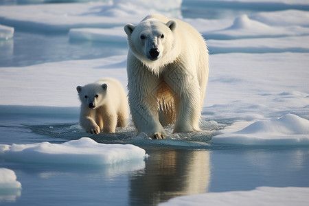 雪地上的北极熊母子高清图片